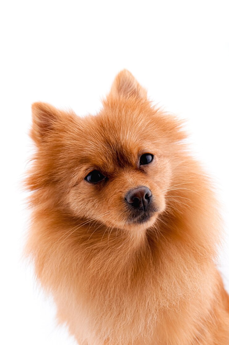 Seduta del cane Pomeranian