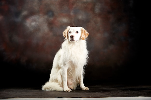 Seduta di cane bianco birichino