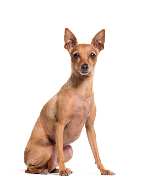 Seduta di Pinscher in miniatura