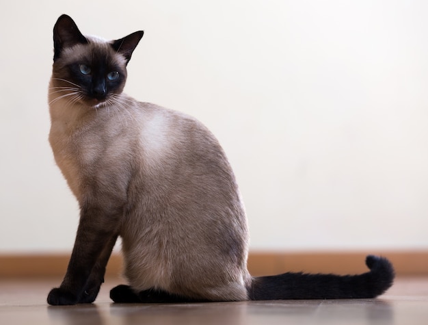 Seduta giovane gatto siamese