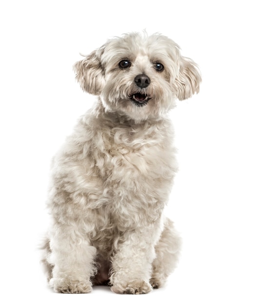 Seduta havanese bianca, isolata su bianco