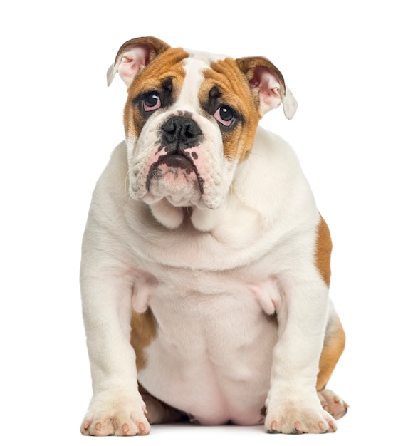 Seduta inglese del cucciolo del bulldog, sembrante disperata, isolata su bianco