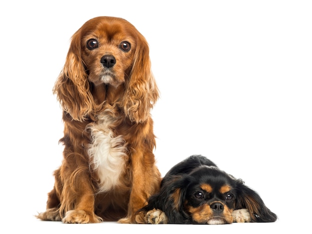 Seduta sprezzante di re Charles Spaniel e menzogne isolate su bianco