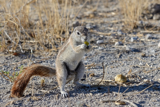 Seduta sudafricana di inauris dello Xerus dello scoiattolo a terra