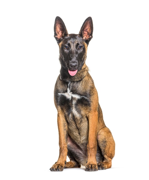 Seduto ansimando, il cane Malinois è isolato sul bianco.