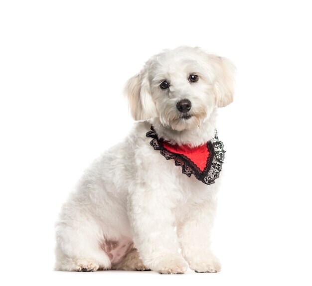 Seduto Coton de Tulear con una sciarpa