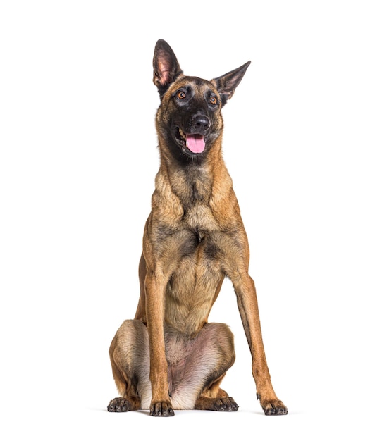 Seduto e alzando lo sguardo Malinois ansimante, isolato su bianco