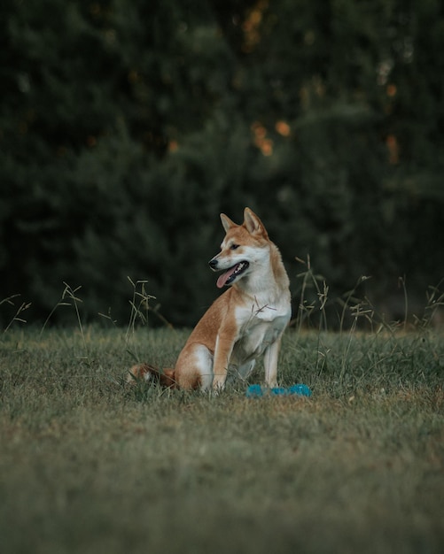 Seduto guarda di lato sopra l'erba.