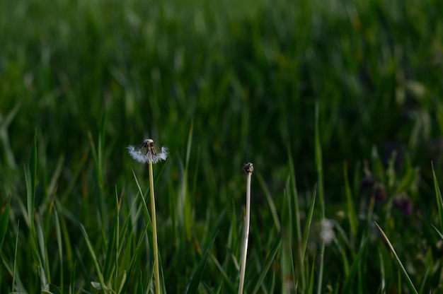 Seedhead di un dente di leone in primavera