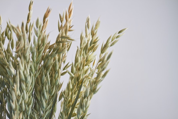 Segale di frumento triticale essiccato isolato su sfondo bianco