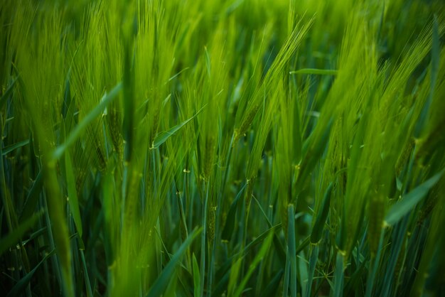 Segale e grano verdi sul campo in primavera