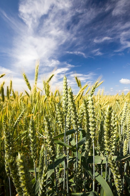 segale sul campo agricolo