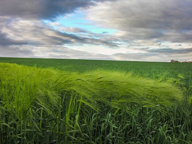 Segale verde che si appoggia al vento al campo con un bel cielo