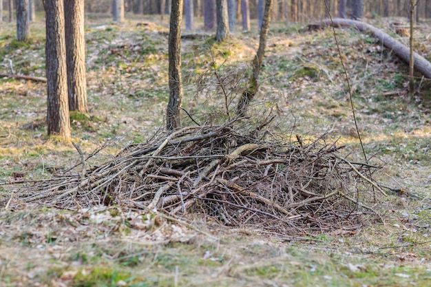 Segati rami secchi nella foresta