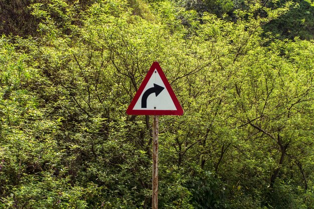 Segnale stradale dagli alberi nella foresta