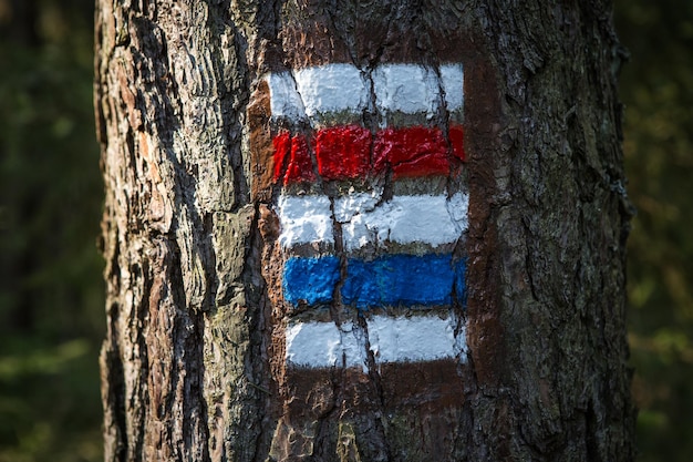 Segni colorati per escursioni sulla corteccia di un albero