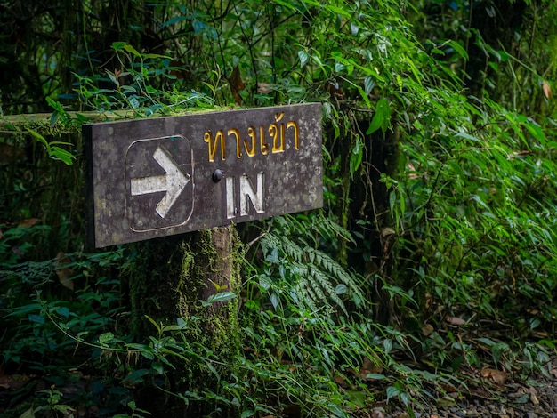 Segno di ingresso Sfondo della foresta pluviale