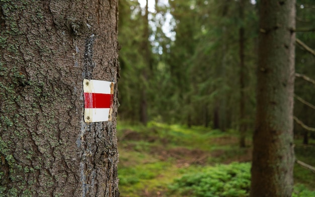 Segno rosso e bianco del sentiero escursionistico sulla corteccia di albero nella foresta, dettaglio del primo piano