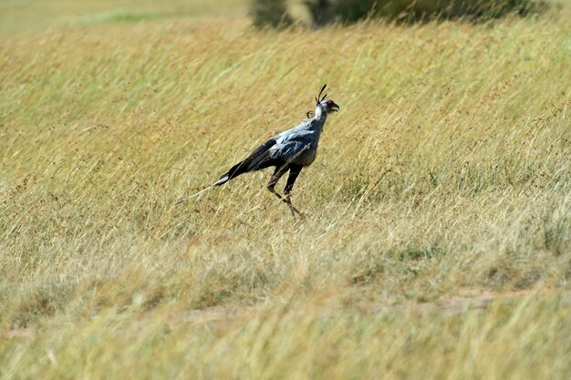 Segretario Bird nel Parco Nazionale del Masai Mara. Kenya. Africa.