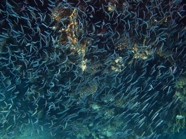 Sehr viele kleine blaue fische im roten meer