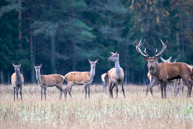 Sei giovani femmine di cervo sorvegliate dal loro capo
