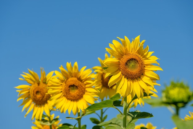 Selettivo focalizzato sulla fila di girasoli in fiore sotto il cielo azzurro in estate, fattoria biologica di campagna nella valle, vista frontale per lo spazio della copia.