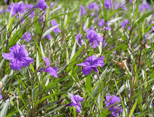 Seleziona focus fiori di bush viola e fiori viola,