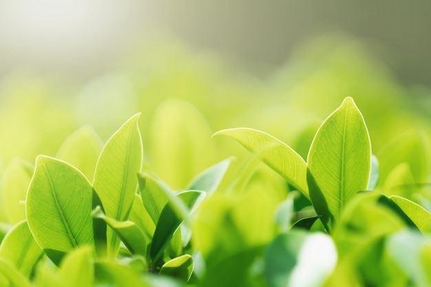 Seleziona il focus foglia verde con il sole