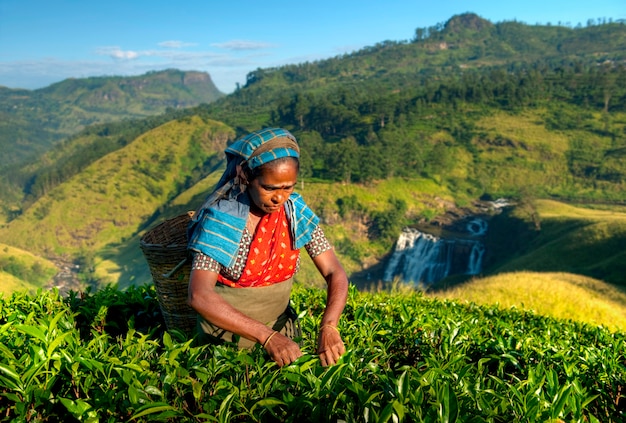 Selezione del tè in una piantagione dello Sri Lanka