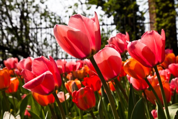 Selezione di tulipani riempiti dal sole. Tutti i fiori hanno girato le teste verso la luce