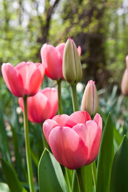 Selezione di tulipani riempiti dal sole. Tutti i fiori hanno girato le teste verso la luce