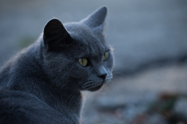 Sembra un gatto per strada