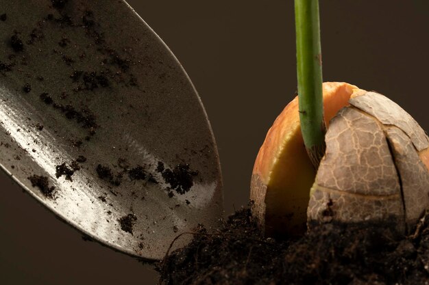 Seme di avocado germogliato piantato nel terreno Macro shot di germogli di avocado