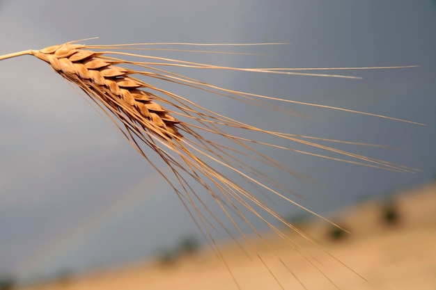 Seme di grano d'oro Campo di grano