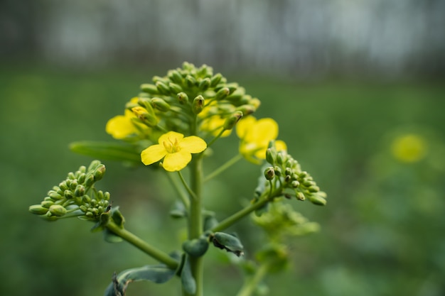 Seme di ravizzone giallo della pianta del primo piano del seme di ravizzone su fondo giallo