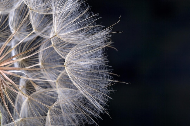 Seme di tarassaco in nero Macro della natura