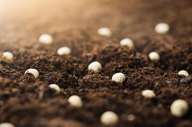 sementi di pisello piantati nel terreno da vicino.