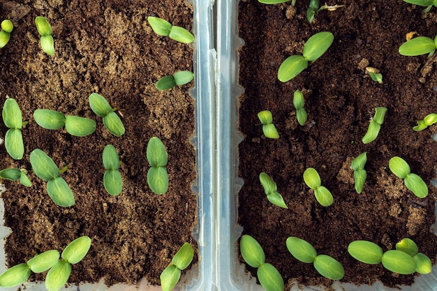 Semenzale di cetrioli Germogli verdi con due foglie in contenitore di plastica con segatura Preparazione per la semina Vista dall'alto