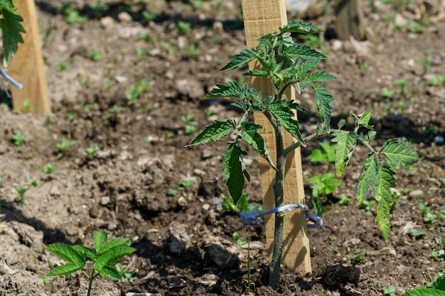 Semenzale di pomodoro nel terreno