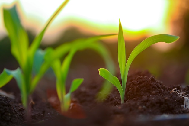 Semenzale verde crescente del cereale su terreno nero