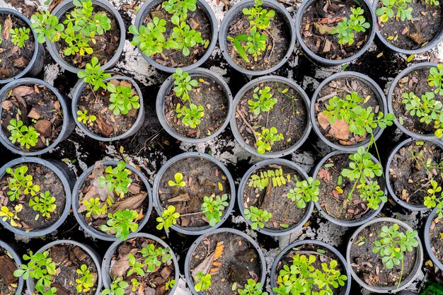 Semenzale verdeInsalata verde che cresce dalla coltivazione di piante da seme nella fattoria Pianta della pianta dell'agricoltore nella fattoria