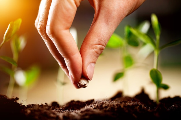 Semi che crescono a mano sul terreno di semina in giardino, concetto di agricoltura.