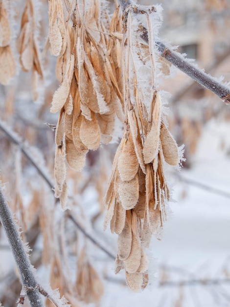 Semi di acero americano ricoperti di gelo in inverno