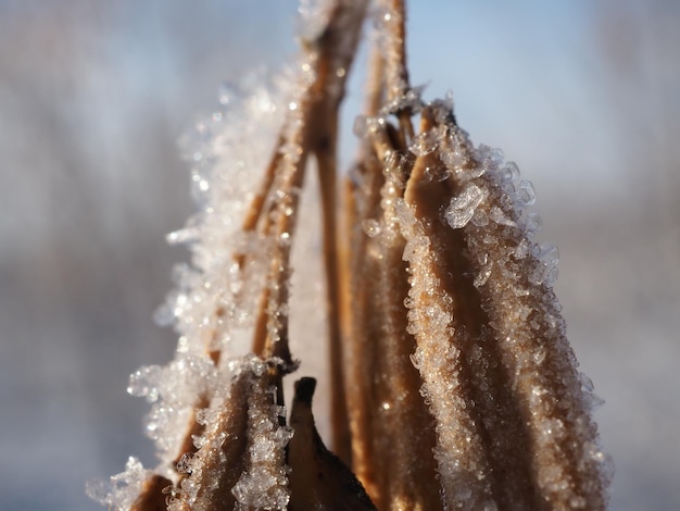 semi di acero coperti di brina