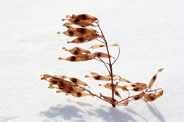 Semi di Ailanthus sulla neve