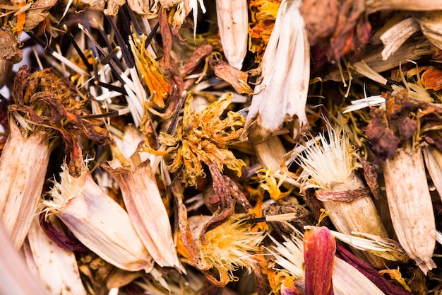 Semi di calendula essiccati da vicino