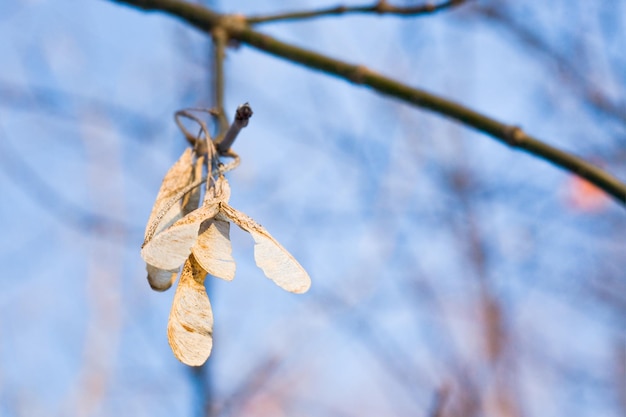 Semi di cenere sull'albero in autunno