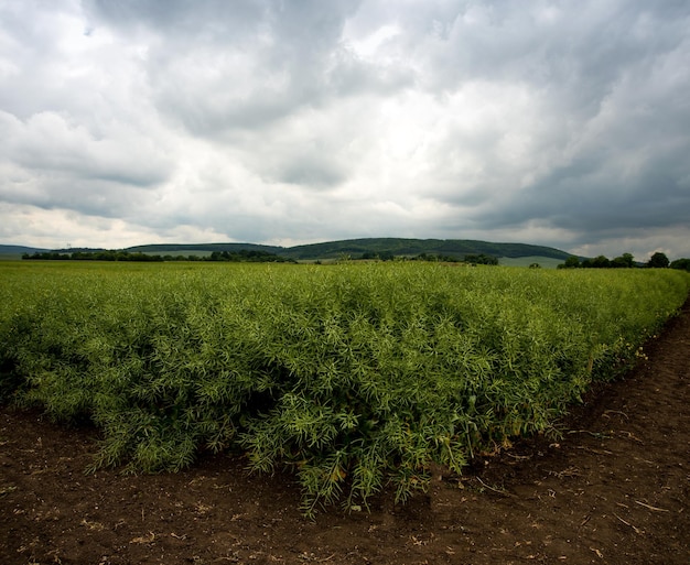 semi di colza verde all'angolo capsule mature tempestose nuvole belle