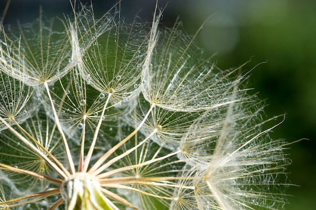 Semi di dente di leone nella natura verde