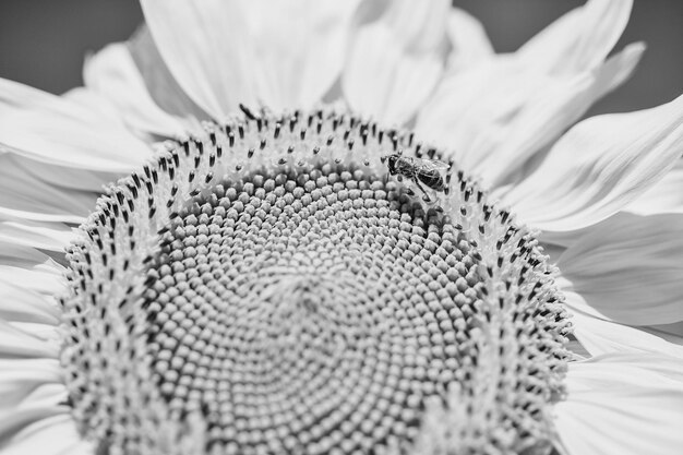 Semi di girasole e insetto vespa da vicino su sfondo blu cielo